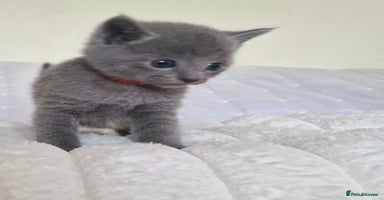 Russian Blue cats - Advert 10