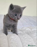 Russian Blue cats - Advert 2