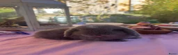 Mini Lop rabbits for sale: 3 Beautiful baby boy mini lops needing good homes in Bridport - Advert 39