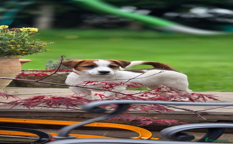 Jack Russell dogs - Advert 4