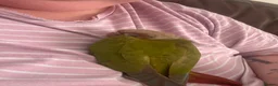 Conures birds for sale: Silly tame baby conure with cage  - Advert 3