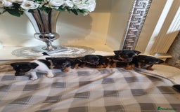 Jack Russell dogs for sale: Jack russell  - Image 8