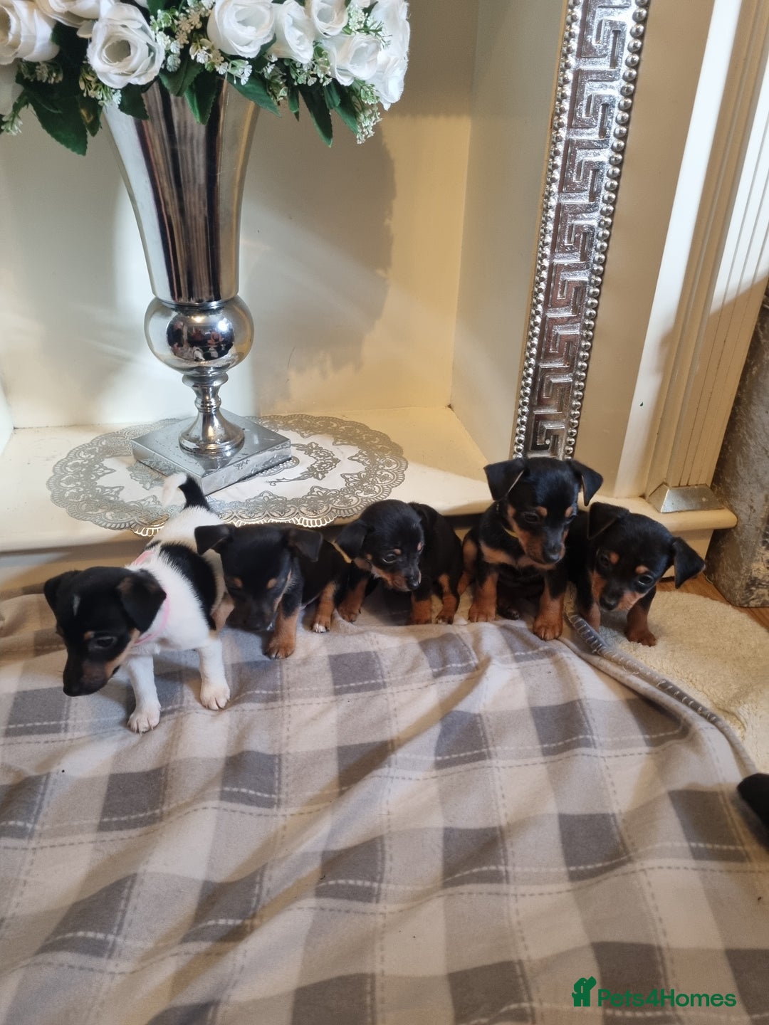 Jack Russell dogs for sale: Jack russell  - Image 8