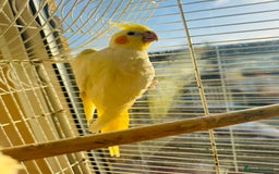 Cockatiels birds for sale: cockatiels - Advert 3