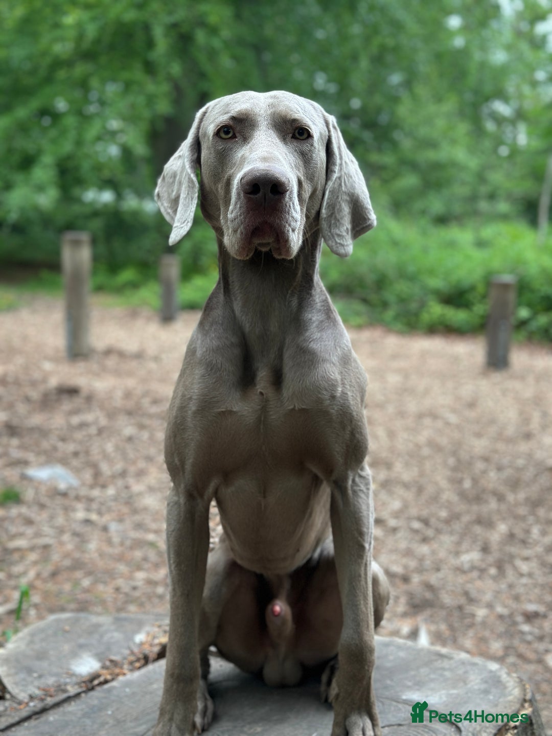 Weimaraner dogs for stud: KC Weimaraner for stud  - Advert 3