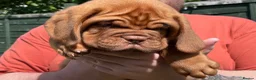Dogue De Bordeaux dogs for sale: Exceptional KC Dogue de Bordeaux Puppies - Advert 37