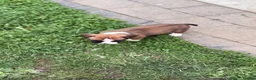 Boxer dogs for sale: KC Registered Boxer Puppies in Atherstone - Advert 3
