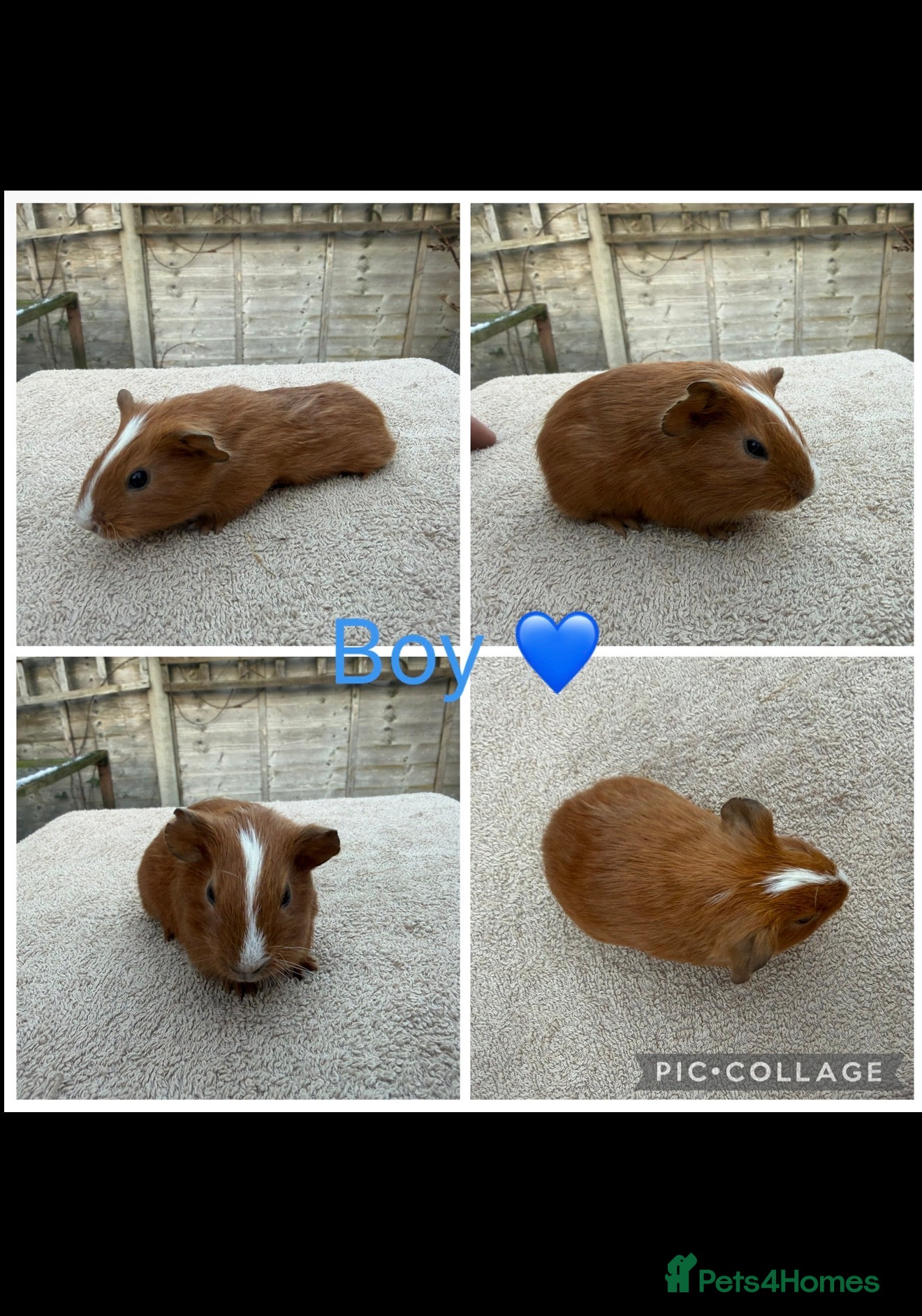 Guinea Pig rodents Male & Female Guinea pigs(Teddy,Funky,Abby,Smooth) - Advert 18