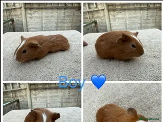 Guinea Pig rodents Male & Female Guinea pigs(Teddy,Funky,Abby,Smooth) - Advert 18