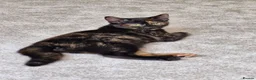 Mixed Breed cats for sale: Female Tortie kitten  - Advert 3