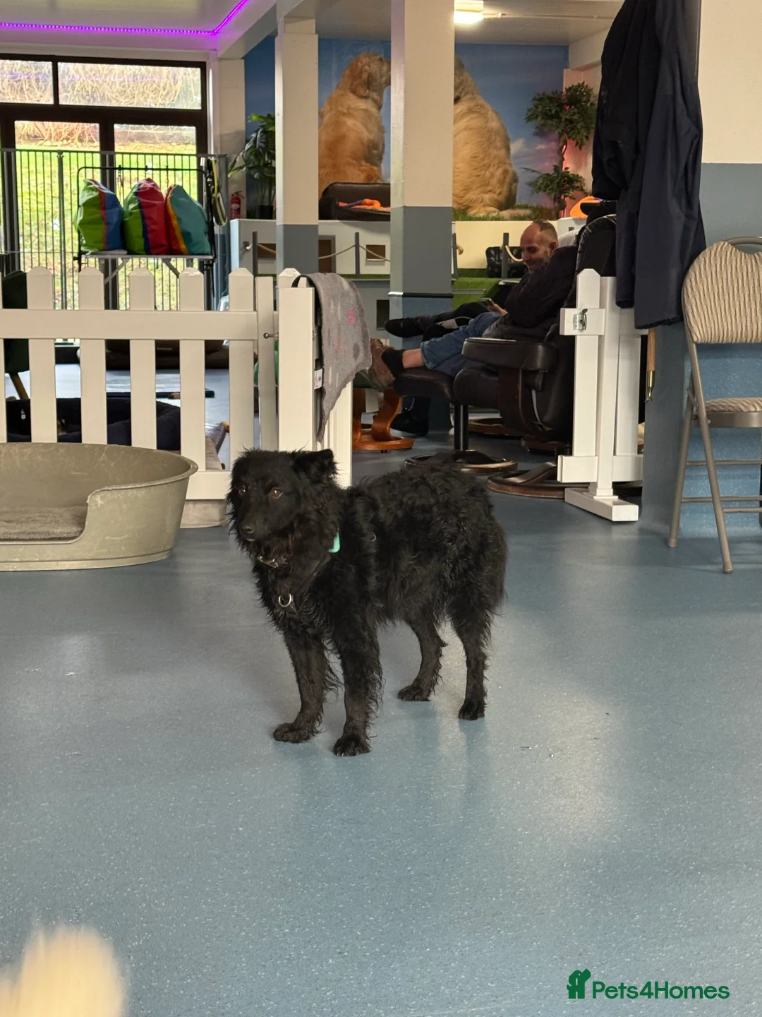 Mixed Breed dogs for adoption: Sweet Diana looking for a home in Salisbury - Advert 12