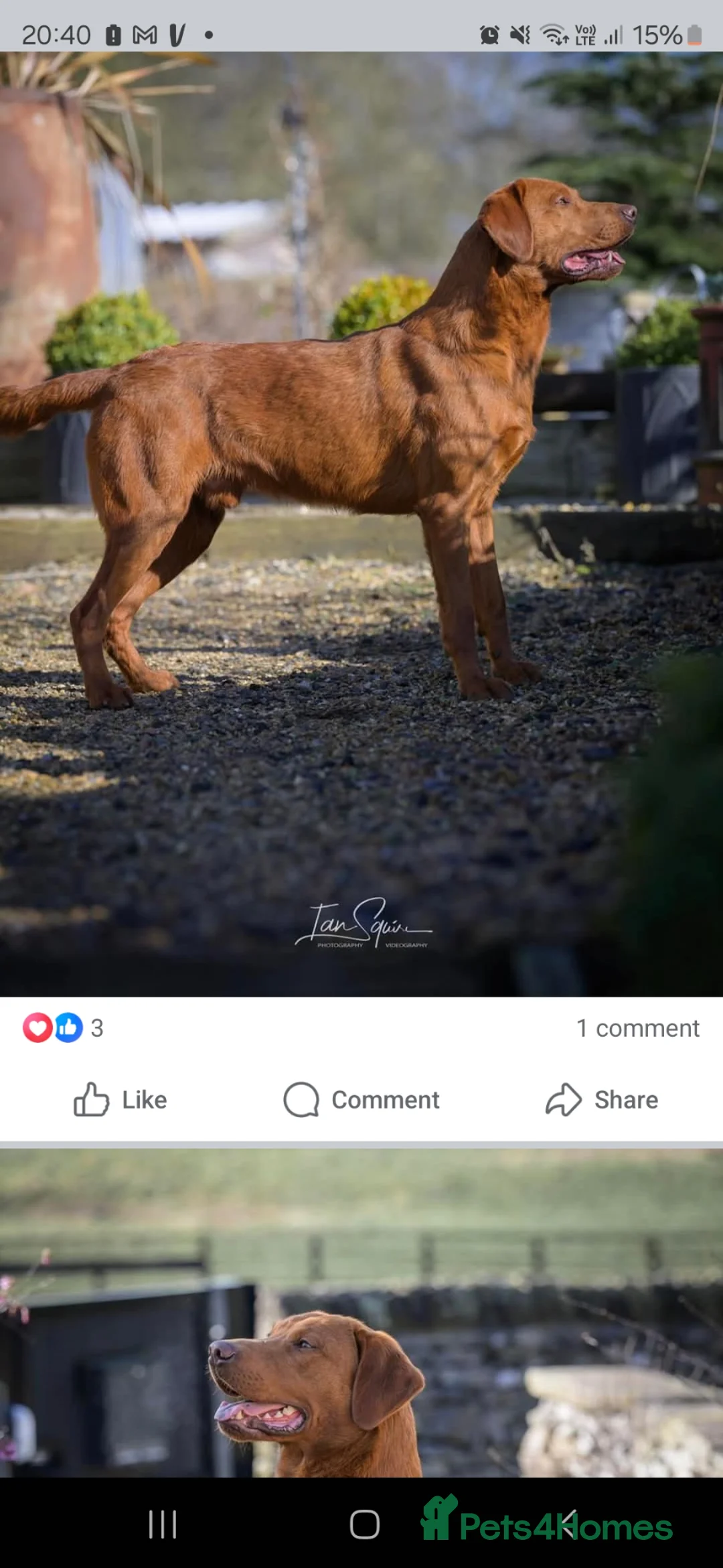 Labrador Retriever dogs for sale: KC  reg lab pups - Advert 11