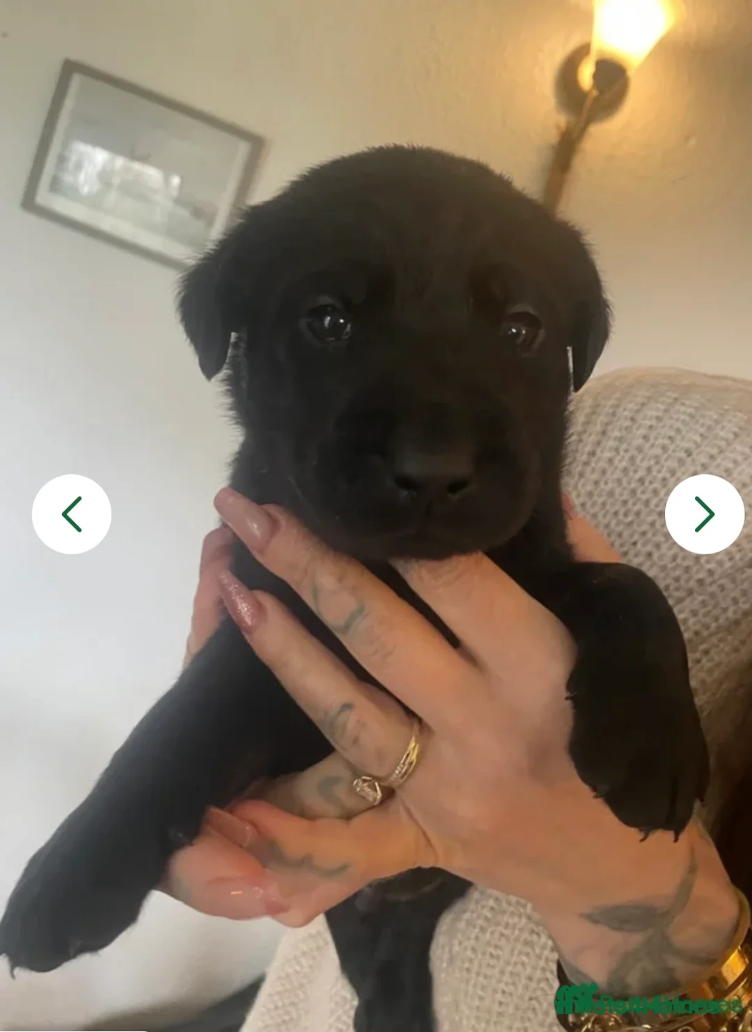 Labrador Retriever dogs for sale: Black male lab pup - Advert 9
