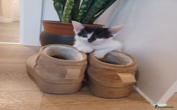 British Shorthair cats for sale: 1 gorgeous girl - Image 2