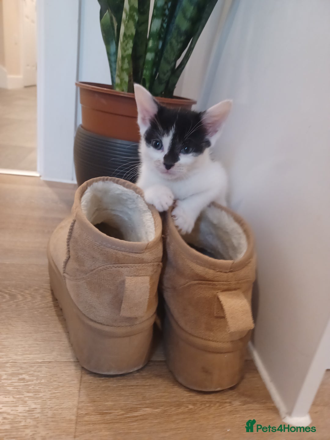 British Shorthair cats for sale: 1 gorgeous girl - Image 2