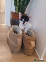 British Shorthair cats - Advert 9