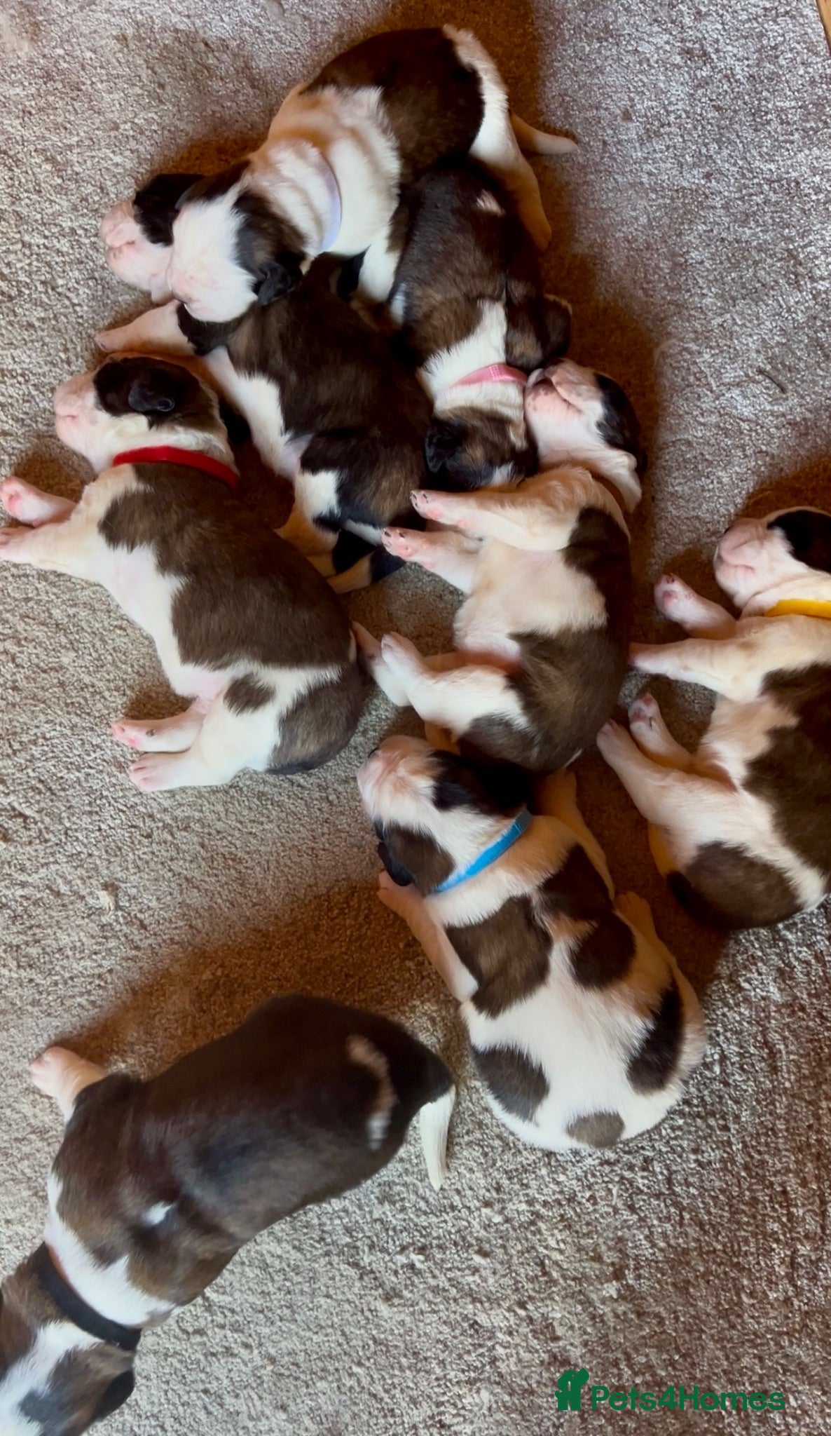 Saint Bernard dogs Beautiful KC registered show quality Puppies.  - Advert 2