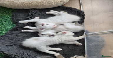 Ragdoll cats - Advert 7
