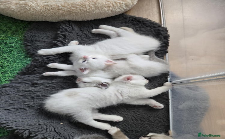 Ragdoll cats - Advert 1