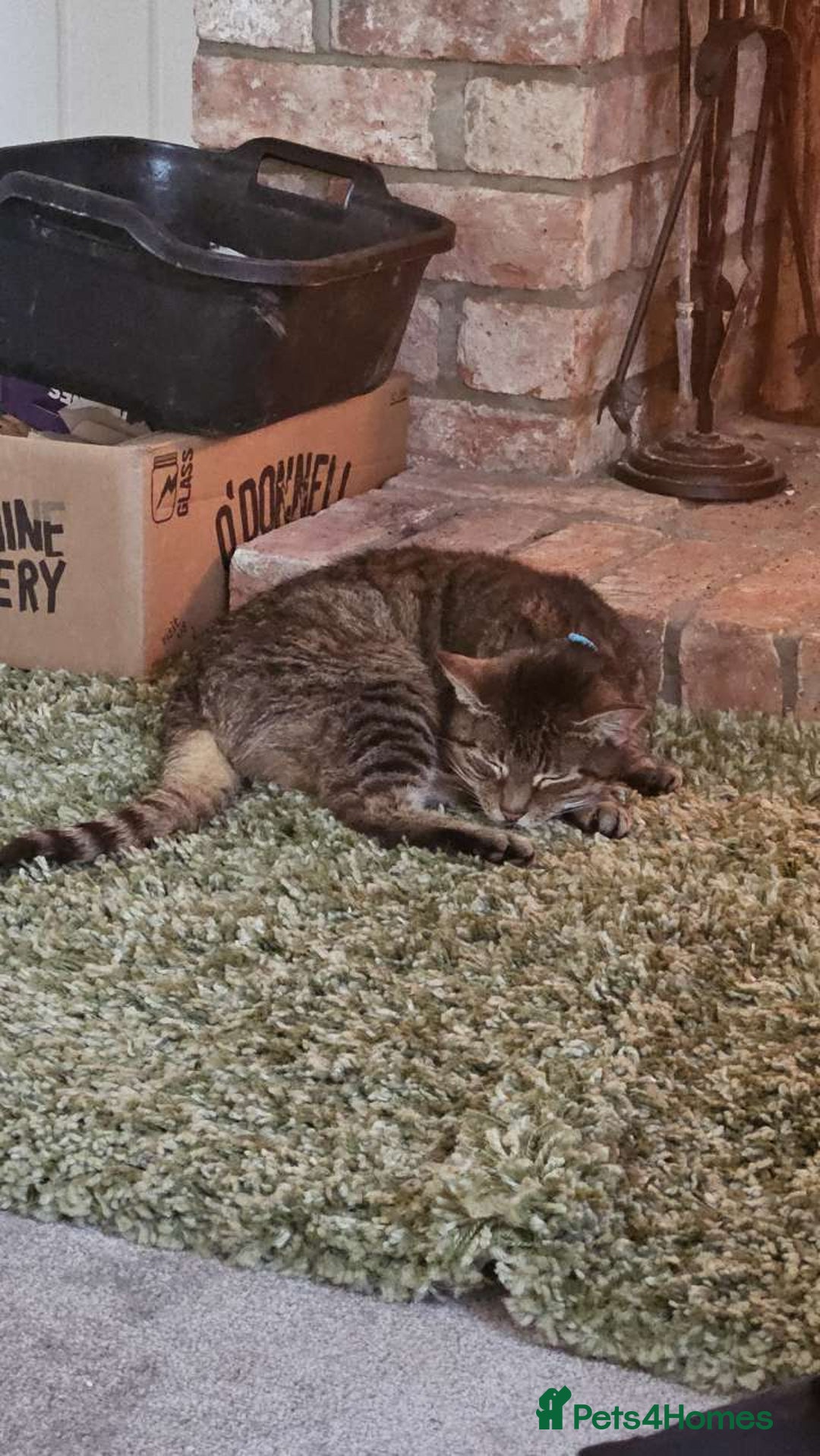 Mixed Breed cats for sale: Older lady needing a new home - Advert 8