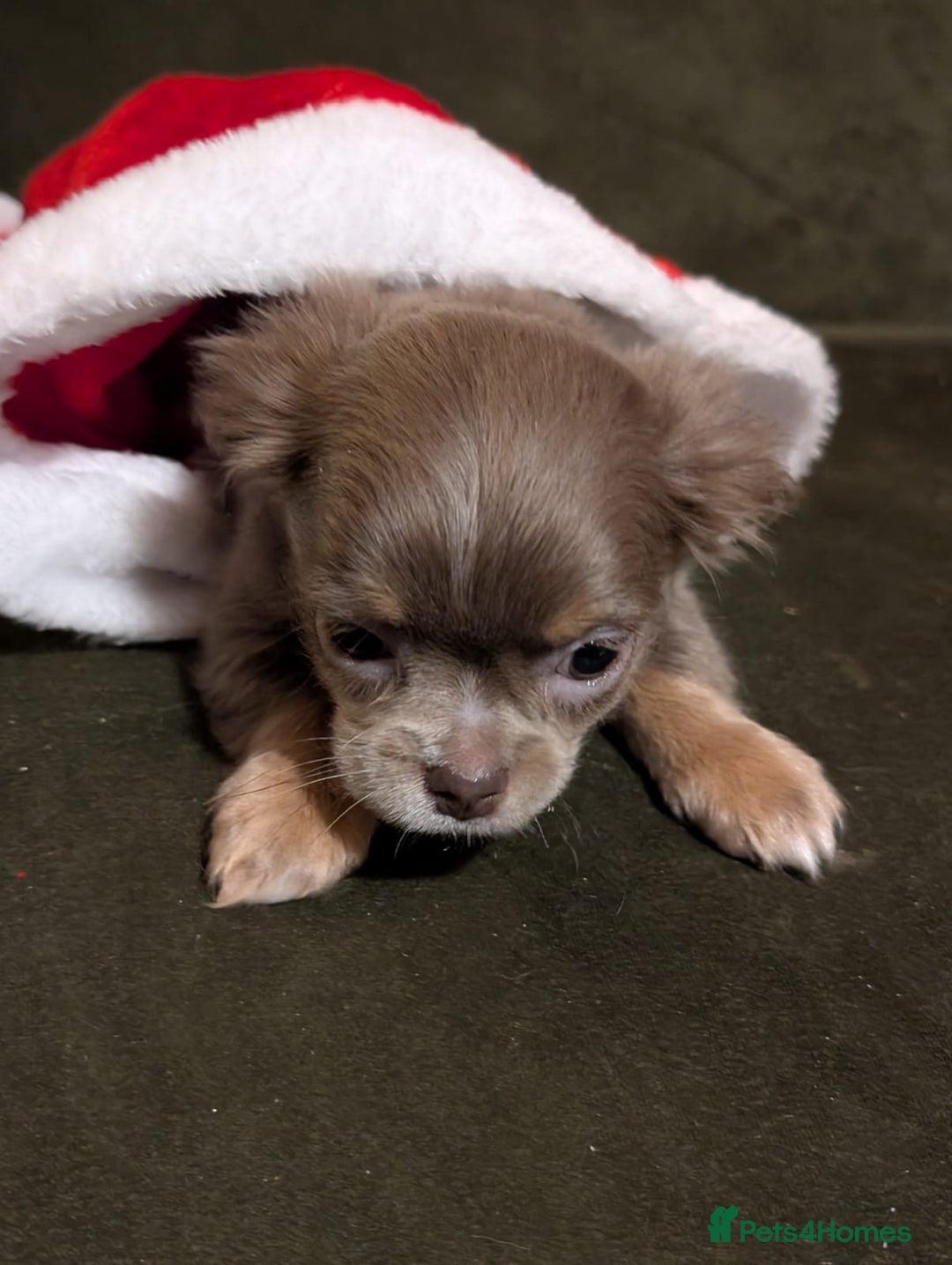 Chihuahua dogs for sale: ONLY 3 BOYS LEFT! pedigree chihuahua puppies - Advert 8