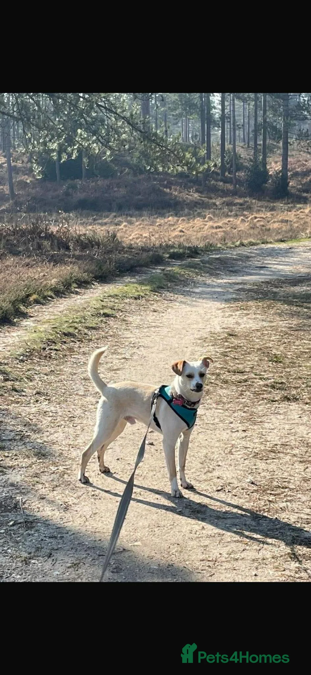 Mixed Breed dogs for adoption: Alfy  in Shaftesbury - Advert 2