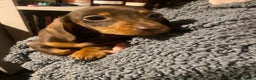 Miniature Dachshund dogs for sale: KC registered**Chocolate and tan**mini dachshunds  - Advert 12