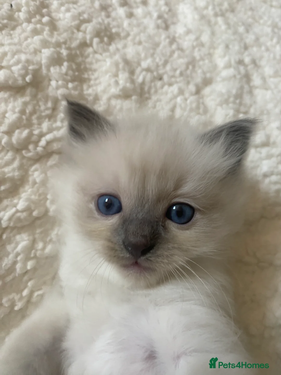Ragdoll cats for sale: Ragdoll kittens (delivery available) - Advert 10
