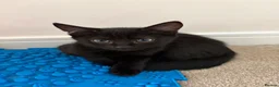 Mixed Breed cats for sale: 3 boys & 1 girl  - Advert 4