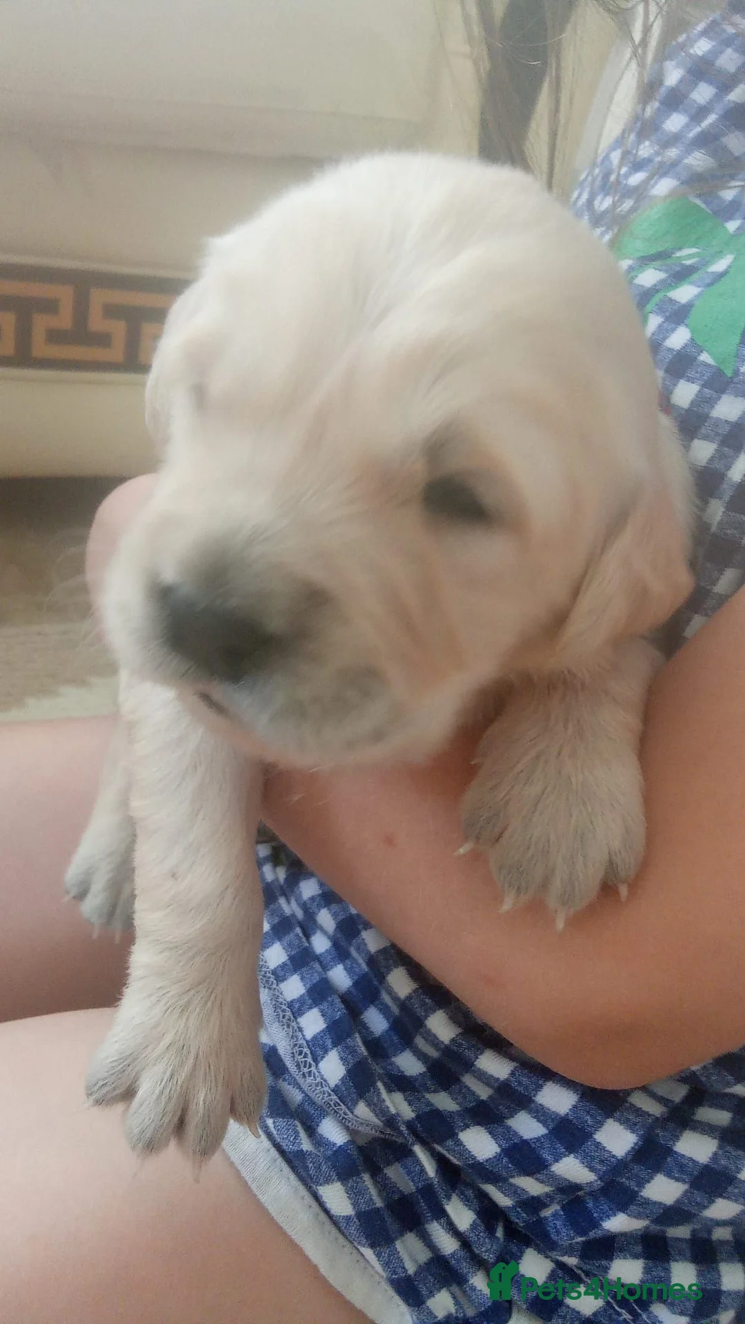 Golden Retriever dogs for sale: Golden retriever puppies KC reg  - Advert 5