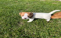 Mixed Breed dogs for sale: Lovely Jack Russel/Plumber puppies - Image 6
