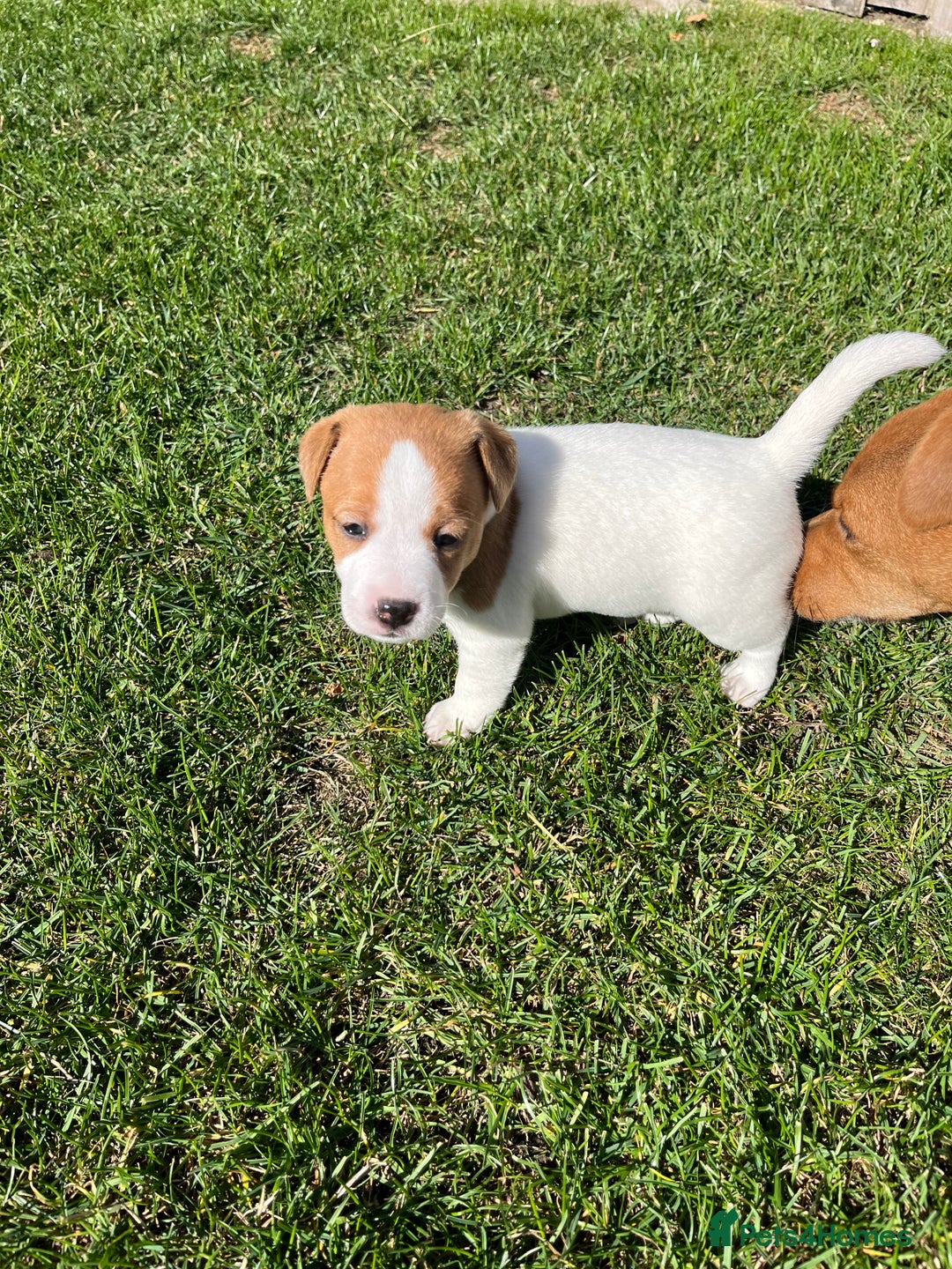 Mixed Breed dogs for sale: Lovely Jack Russel/Plumber puppies - Image 6
