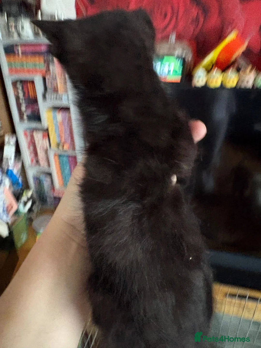 Mixed Breed cats for sale: Three beautiful little girls  - Advert 12