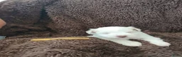 Miniature Schnauzer dogs for sale: Gorgeous kc registered miniature schnauzer puppies - Advert 28