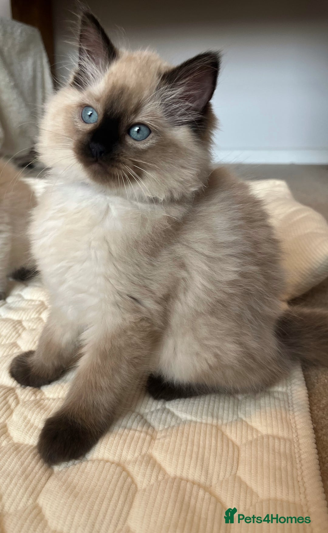 Ragdoll cats for sale: Adorable Blue Point Ragdoll Kittens - Image 11