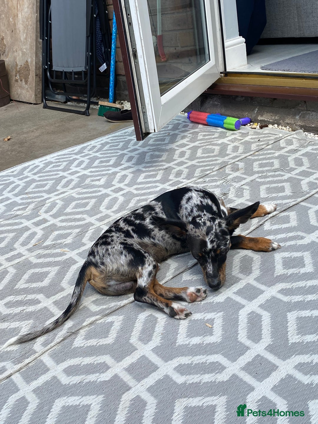 Chiweenie dogs for sale: Chiweenie, 7 months old  - Image 2