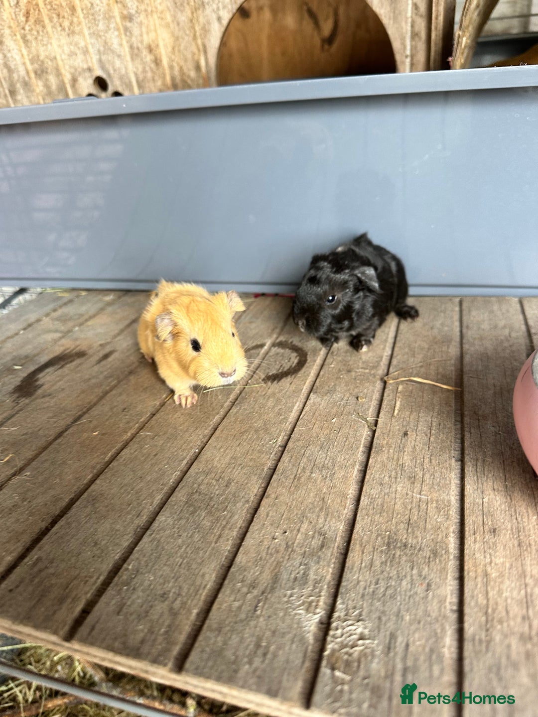 Guinea Pig rodents for sale: Baby boar - Advert 1