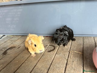 Guinea Pig rodents Baby boar - Advert 1