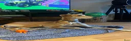 Lurcher dogs for sale: Lucky  in Stowmarket - Advert 4