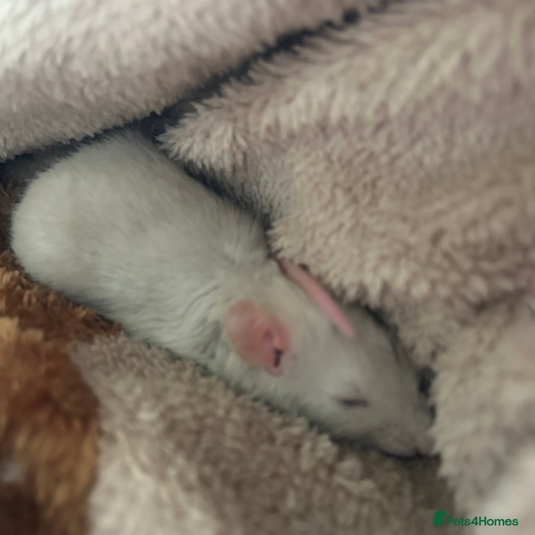 Rat rodents for sale: two friendly girls for sale 🩷 - Advert 9