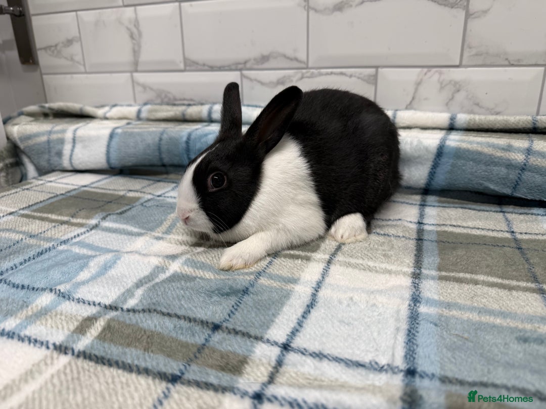 Dutch rabbits for sale: Baby Dutch Rabbits For Sale - Advert 4