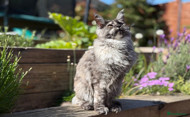 Maine Coon cats - Advert 1