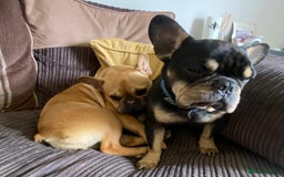 French Bulldog dogs for adoption: 💙WINSTON-LITTLE FRENCHIE BOY WITH A BIG HEART💙 - Advert 5