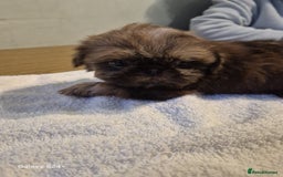 Shih Tzu dogs for sale: Outstanding Imperial Shih Tzu Pups - Image 22