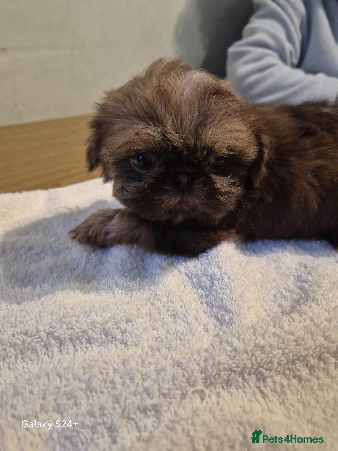 Shih Tzu dogs for sale: Outstanding Imperial Shih Tzu Pups - Image 22
