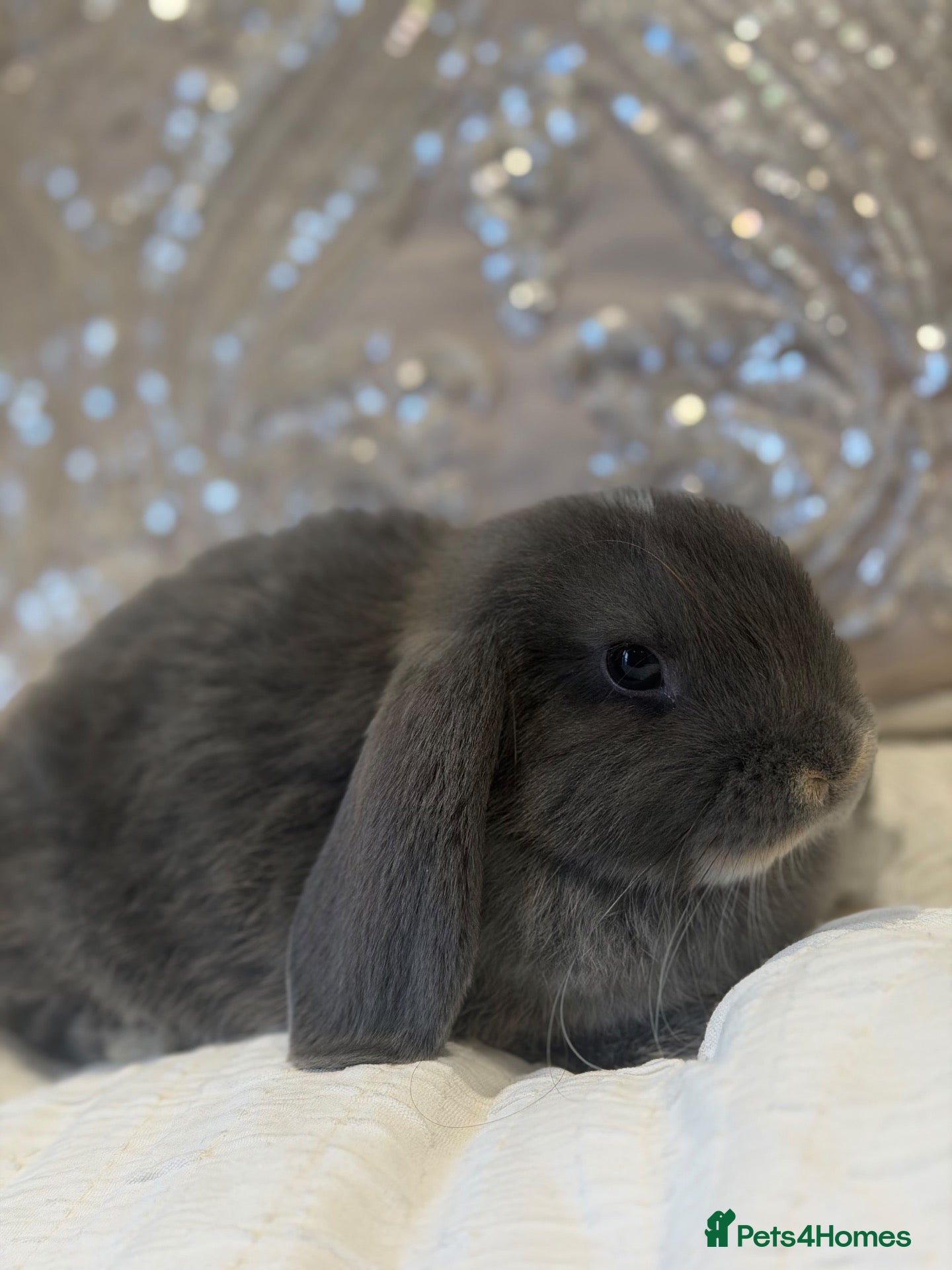Mini Lop rabbits Cute Blue Mini Lop Babies  - Advert 2