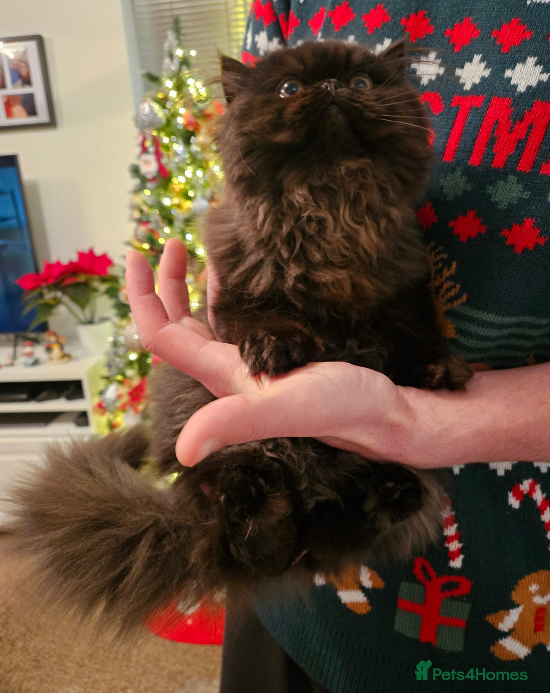 Persian cats for sale: Stunning Persian girl  - Advert 11