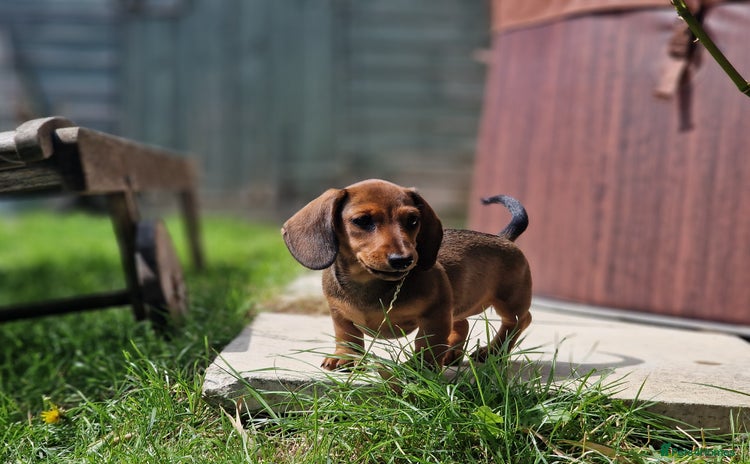 Dachshund dogs - Advert 1