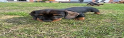 Dachshund dogs for sale: Standard wire haired dachshund  - Advert 27