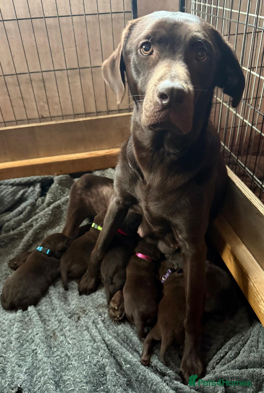 Labrador Retriever dogs for sale: Beautiful Chocolate Labrador Puppies  - Advert 1